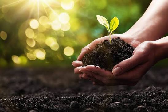 Native trees. Strong communities. Living landscapes.