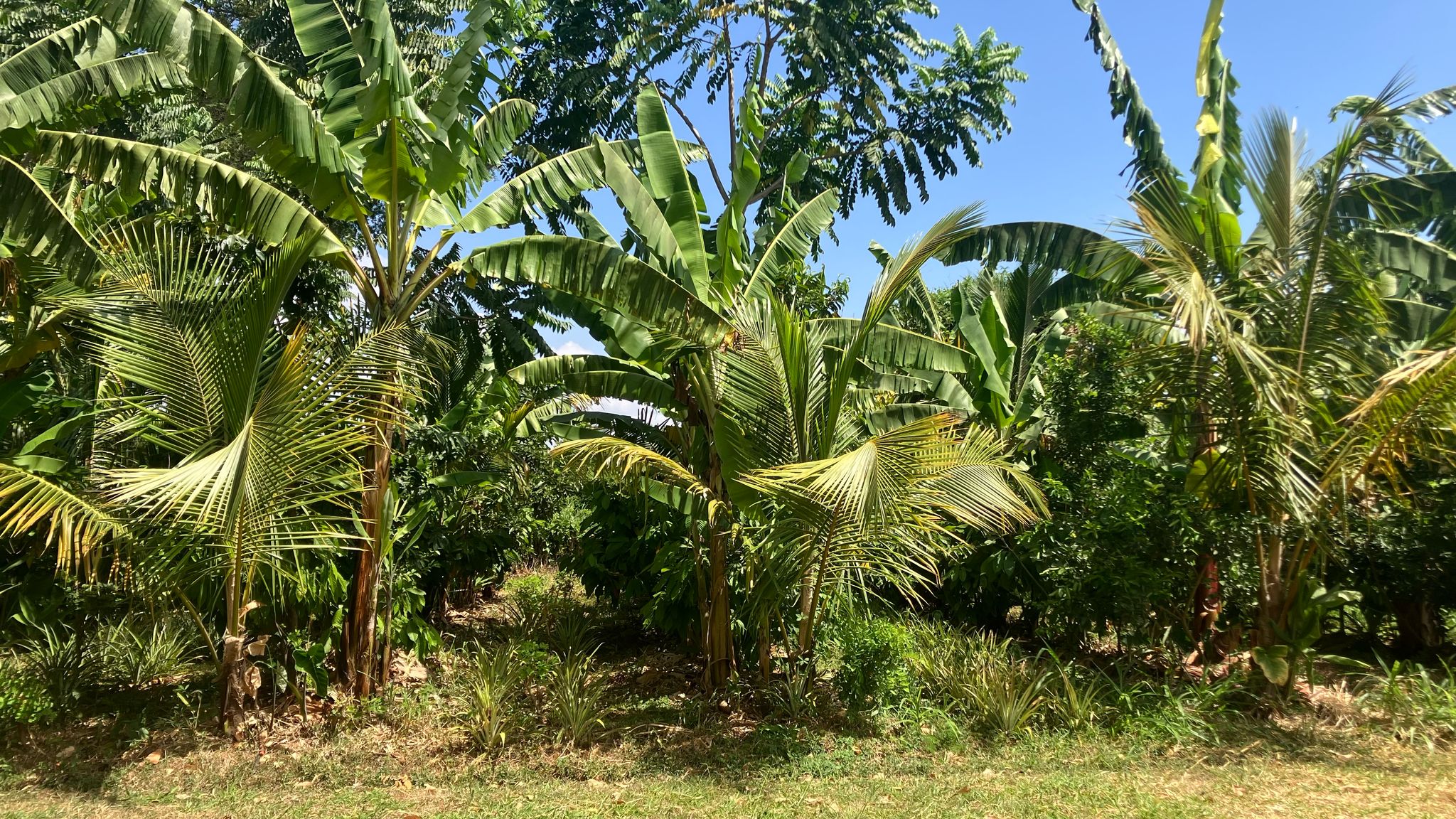 Food Forest For Us