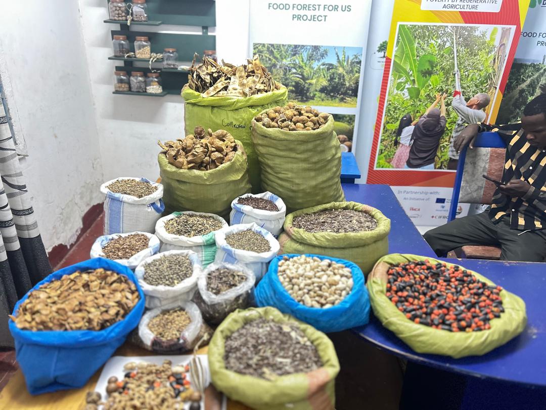 Tree Seed Collection from Selected Mother Trees