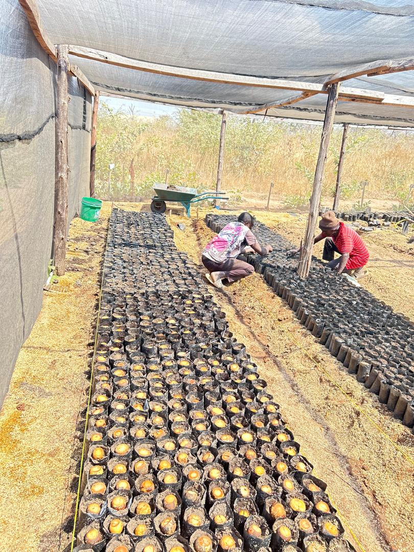 Tree Nursery - Mbeya