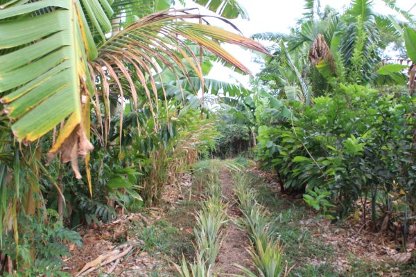 6 Climate succetion of food forest Climate succetion of food forest