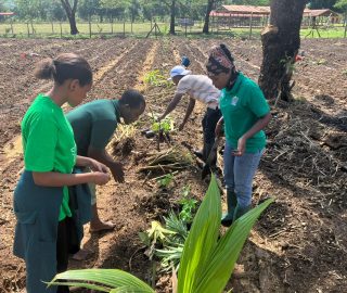 Arranging the young trees in stratification